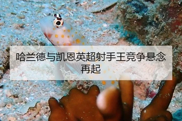 哈兰德与凯恩英超射手王竞争悬念再起